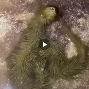 Mysterious ‘Furry Green Snake’, Found In Thailand Swamp, Shocks Locals (Video)