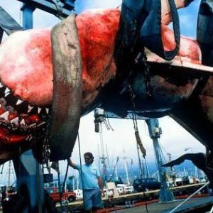 Suddenly:The long extinct Megalodon shark suddenly appeared in the Amazon River surprising everyone
