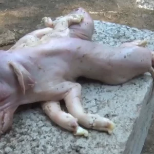 Mutant pig attracts everyone’s attention because it has 2 heads and 8 legs (VIDEO)