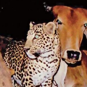The incredible friendship between a leopard and a cow makes everyone surprised and touched (VIDEO)