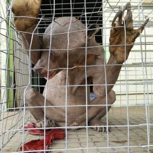Surprised by the strange creature that is half human and half animal for the first time appears controversial for everyone (VIDEO)