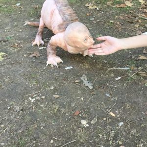 Suddenly seeing an animal with a human-like body and face surprised scientists (VIDEO)