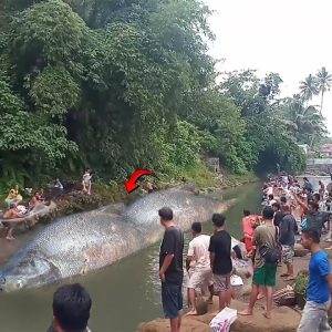Discovering a huge two-body fish like a monster in the river makes the surrounding villagers extremely scared (VIDEO)