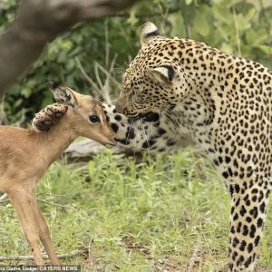 Surprised by the close friendship of a leopard and a baby deer that touches anyone (VIDEO)