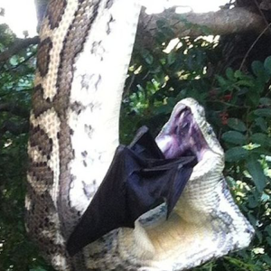 Frightened by the moment the giant python swallowed the giant bat quickly (VIDEO)