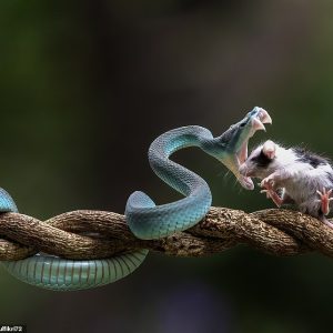 Surprisingly: The slow motion camera captured the snake opening its mouth and easily swallowing the mouse (VIDEO)