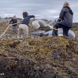 62-foot-long sᴘᴇʀᴍ Whale Survives To Swim Another Day After 20 Hours Rescue (VIDEO)