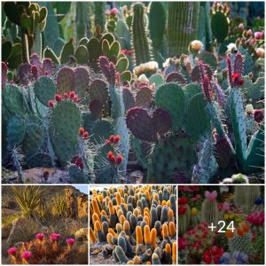 Unveiling the Mystery: Thousand-Year-Old Cactus Blooms in Sahara Desert