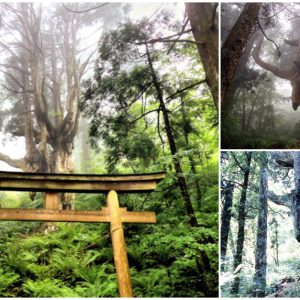 A Majestic Beast in the Forest: The Giant Cedar Tree with a 1000-Year-Old Shape