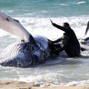 Touched by the moment when all the villagers tried to save a stranded humpback whale within 48 hours (VIDEO)