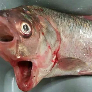 Strangely: The fish with 2 eyes in the middle of the body and no mouth was first caught in Australian waters (VIDEO)