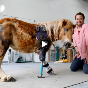 Touched by the sight of a dog with only 3 legs happy to be fitted with another leg (VIDEO)