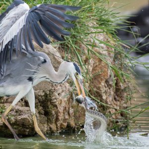 The harshness of nature: The bird must try to eat the snake to try to survive (VIDEO)