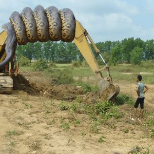 A 20 ft long python suddenly grabbed the excavator and strangled it under everyone’s fear (VIDEO)