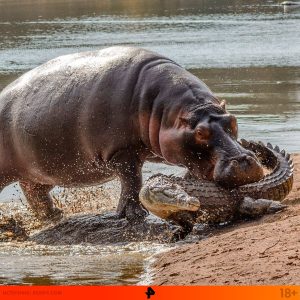 Touched By The Moment The Mother Hippo Defies Everything To Chase The Crocodile Away From Her Baby (VIDEO)