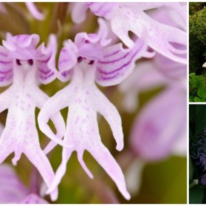 Surprised with strangely-shaped flowers that are very popular