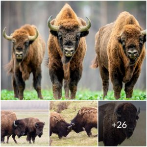 Stampede across the prairie: Uncovering the untold tale of bison in North America (video)