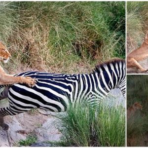 Heart-stopping with the moment the lion pounces on the horse (VIDEO)