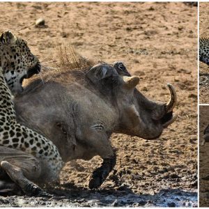 Terrified moment of life and death of wild boar when being chased by leopards (VIDEO)