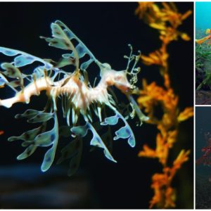 Overwhelmed by the brilliance of strange creatures that look like dragons (VIDEO)