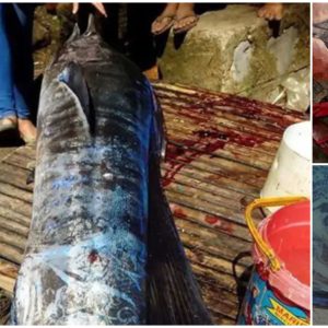 Leaked images of fish with strange glowing tattoos in Philippines caused controversy around the world (VIDEO)