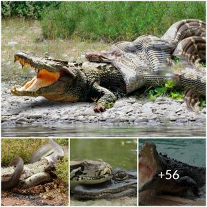 Epic Showdown: Crocodile and Giant Python Clash in Spectacular Battle(video)