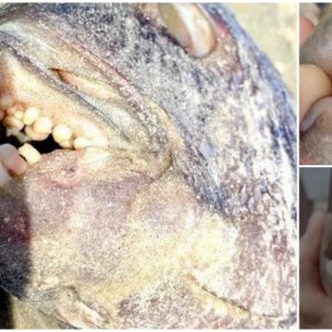 Marvel at the image of a fish with human-like teeth that is controversial in the scientific world (Video)
