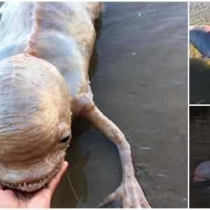 Accidentally captured the image of a strange mermaid-like creature that shook the world (VIDEO)
