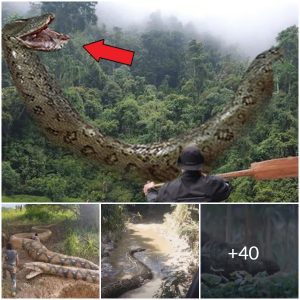 The terrifying appearance of the Tangkalaluk giant snake causes fear among the inhabitants of North America (video)