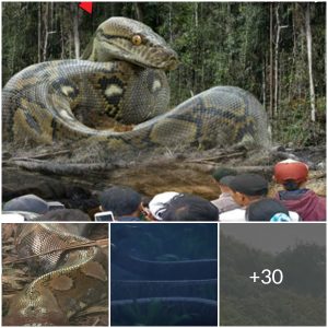 Giant python snake in the Amazon went viral 4 years ago for killing 257 humans, new facts revealed, here’s how (video)