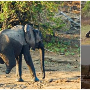 Admire The Image Of A 3-Legged Elephant Trying To Survive In A Harsh World (VIDEO)