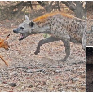 BaƄy iмpala is hunted down Ƅy a huge python Ƅefore a hyena snatches it froм the snake (Video)