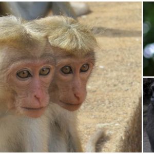 Revealing the difficult life of a two-headed monkey in a national park in Kenya (Video)