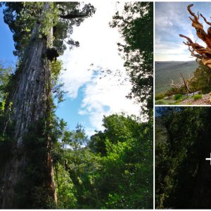 Witnessing History: A Journey Through Time with the World’s Oldest Living Tree