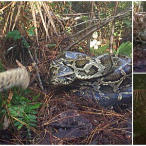 Florida Wildlife Clash: Native Predator Confronts Invasive Predator(video)
