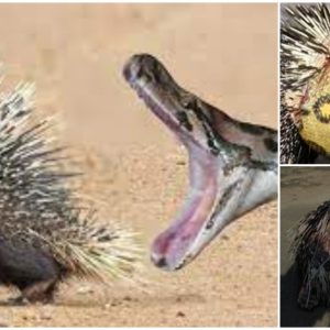 Shocking Video Footage: Anaconda and Porcupine Engage in Brutal Fight(video)