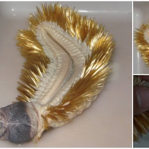 Scientists Suddenly Discovered A Strange Animal With Gold-Plated Fur (VIDEO)