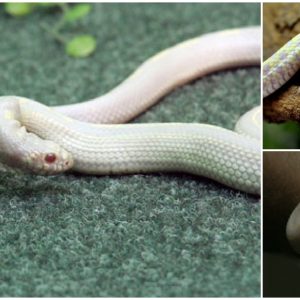 Astonishing Discovery at Spake Worlds Zoo: Rare Two-Headed Albino Snake Uncovered(video)