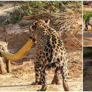 Scary But Funny Moment: Two Cheetahs Fighting Over A Python Like A Toy (VIDEO)