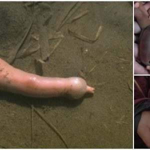 Strange Creatures Suddenly Drifted Into The Sea With Misleading Shapes (VIDEO)