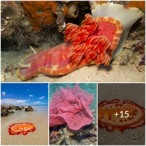 A Living Work of Art: Exploring the Wonders of the ‘Spanish Dancer’ in Australian Seas