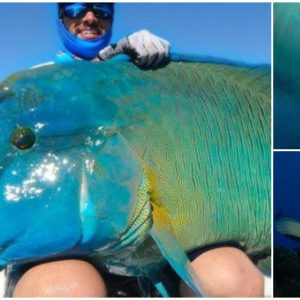Unbelievable Discovery: Marine Fisherman Hooks Rare Blue Fish with Bizarre Facial Features in the Sea of America(video)
