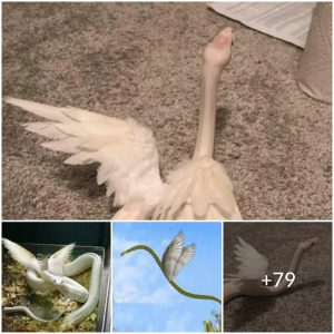 The world’s only winged albino mythical snake has been discovered in Africa(video)