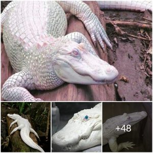 The alleyway is home to the rarest albino fish in the world