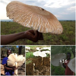 Nature’s Collaborators: How Termites and Mushrooms Work Together to Create a Unique Ecosystem