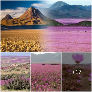 Desert Wonders: The Incredible Transformation of a Lifeless Landscape