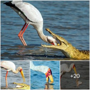The stork risked its life to regain the meal from the hungry crocodile, the surprise and the end