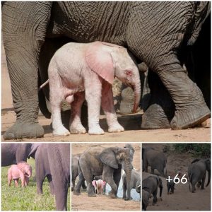 Unprecedented facts about pink baby elephant in South Africa Wildlife Park (video)