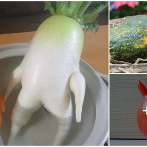 Breaking the Mold: Why Unusual Fruits Should be on Your Plate