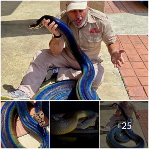 Incredible! Man Catches Largest Rainbow Black Snake on Record